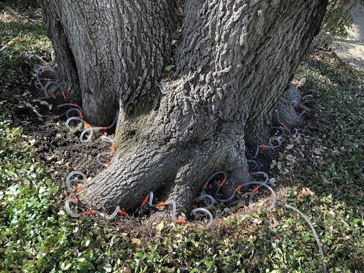 Detailed Tree Cabling and Bracing job site in Stringtown