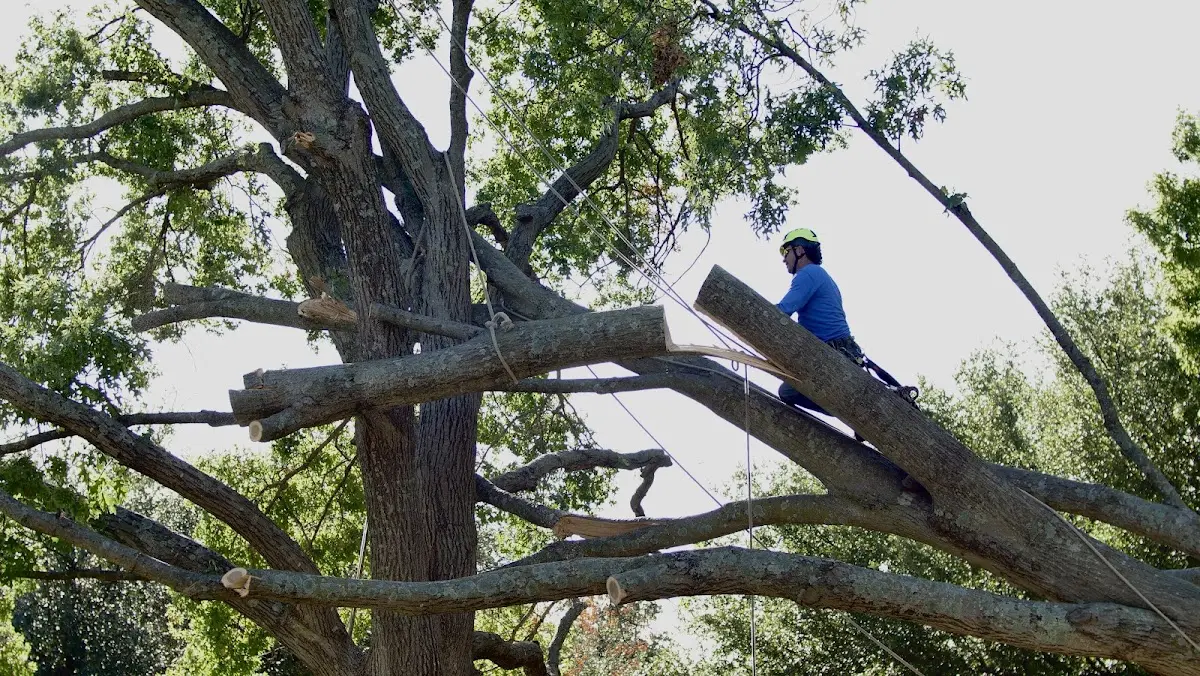 Professional Crown Thinning performed by certified arborists in Stringtown