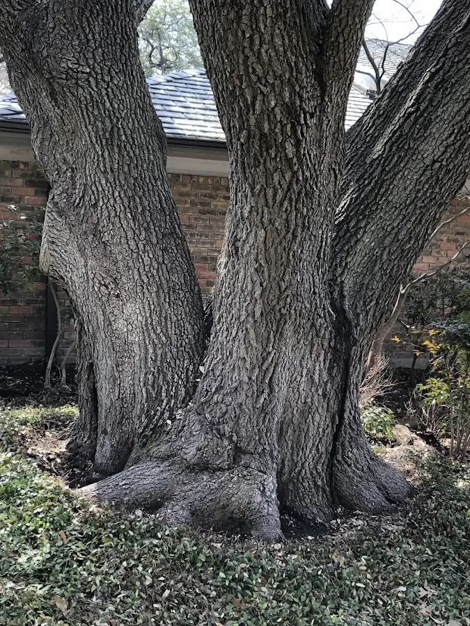 Mature heritage tree close to a Stringtown property cared for by certified arborists